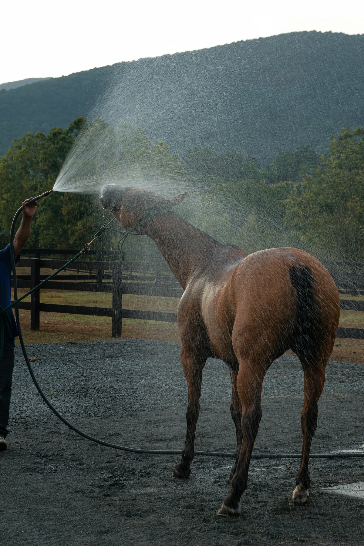 Image of horse in VA countryside